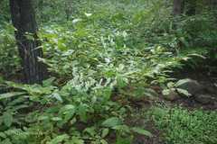 Justicia betonica var. betonica